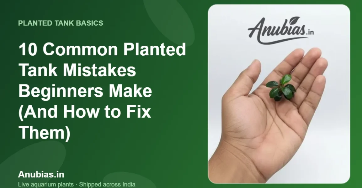 10 Common Planted Tank Mistakes Beginners Make (And How to Fix Them) – Anubias.in