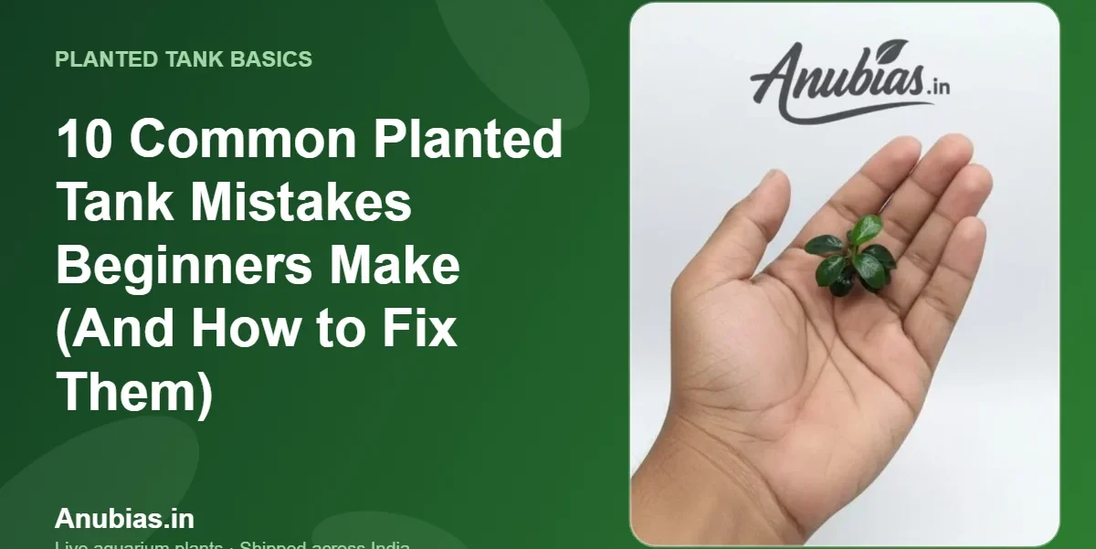 10 Common Planted Tank Mistakes Beginners Make (And How to Fix Them) – Anubias.in