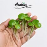 Amazon Frogbit Limnobium Laevigatum — live aquarium plant held in hand, Anubias.in