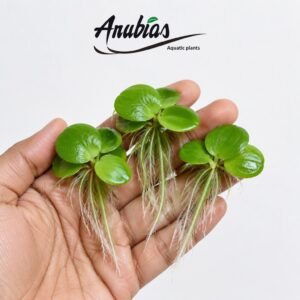 Amazon Frogbit