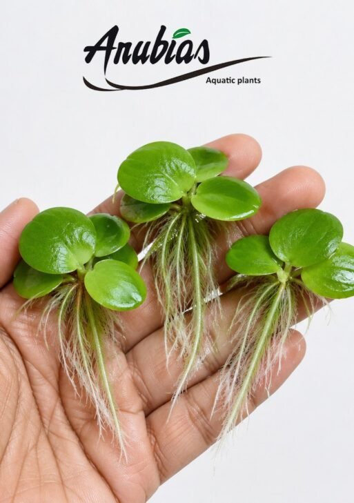 Amazon Frogbit (Limnobium laevigatum)