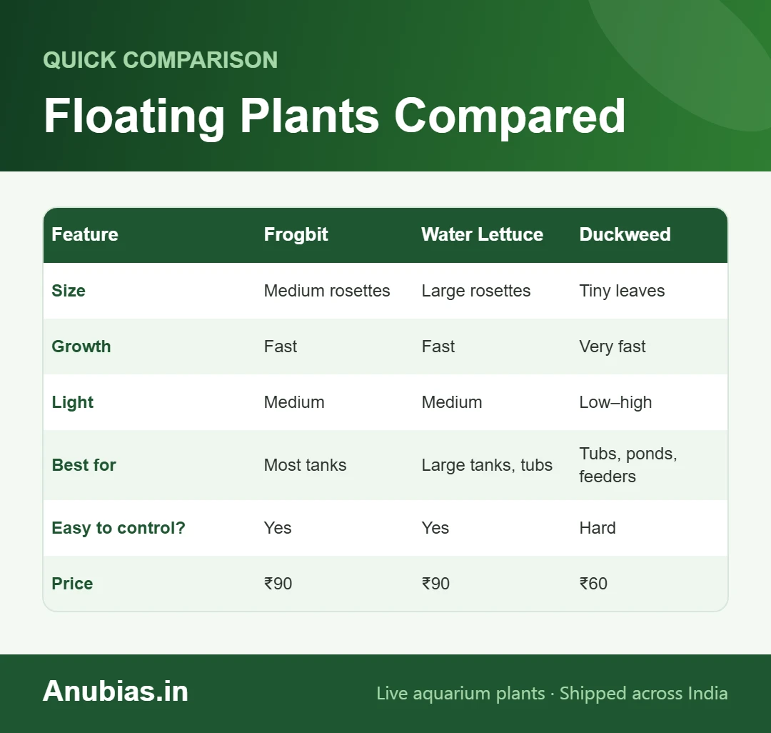 Comparison chart of Amazon frogbit, water lettuce and duckweed