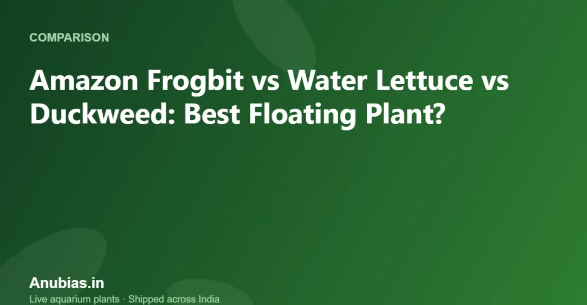 Amazon Frogbit vs Water Lettuce vs Duckweed: Best Floating Plant? – Anubias.in