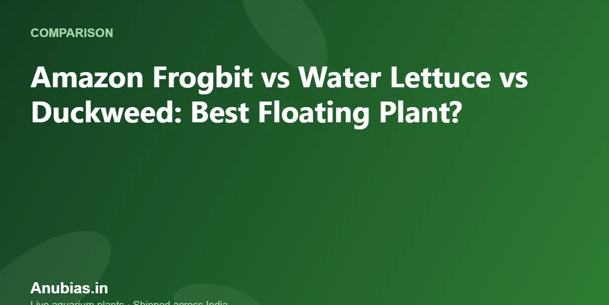 Amazon Frogbit vs Water Lettuce vs Duckweed: Best Floating Plant? – Anubias.in