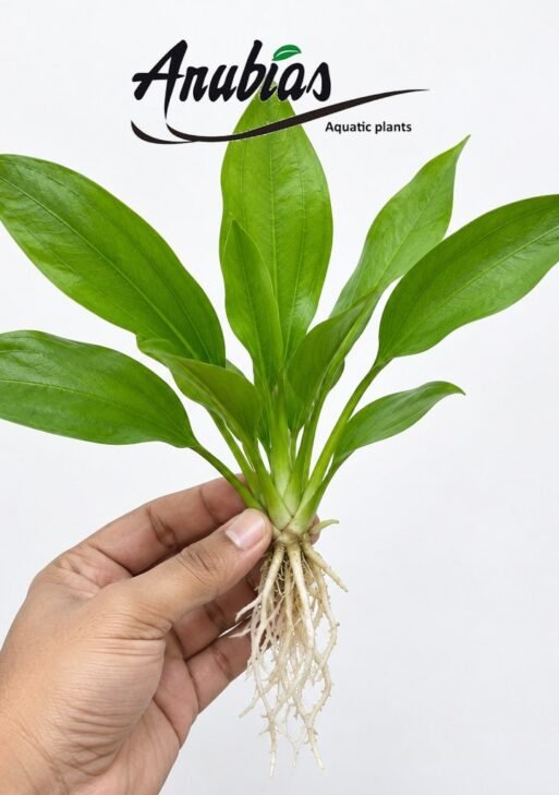 Amazon Sword (Echinodorus bleheri)