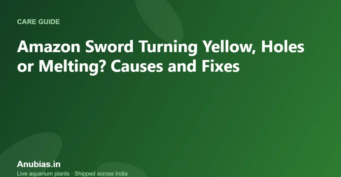Amazon Sword Turning Yellow, Holes or Melting? Causes and Fixes – Anubias.in