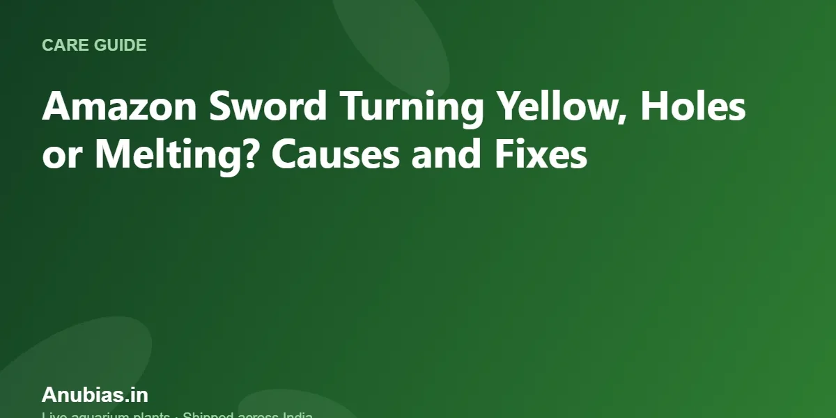 Amazon Sword Turning Yellow, Holes or Melting? Causes and Fixes – Anubias.in