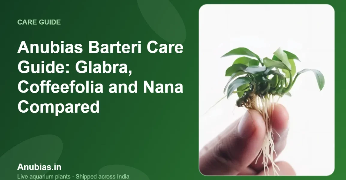 Anubias Barteri Care Guide: Glabra, Coffeefolia and Nana Compared – Anubias.in