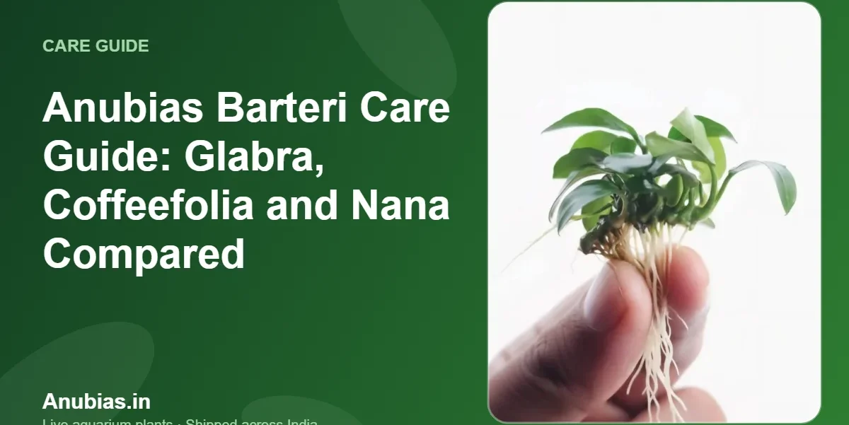 Anubias Barteri Care Guide: Glabra, Coffeefolia and Nana Compared – Anubias.in