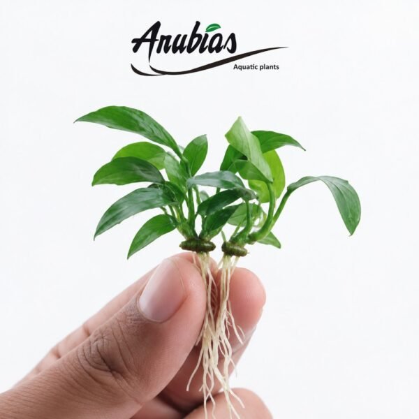 Anubias Barteri var. glabra · Size L