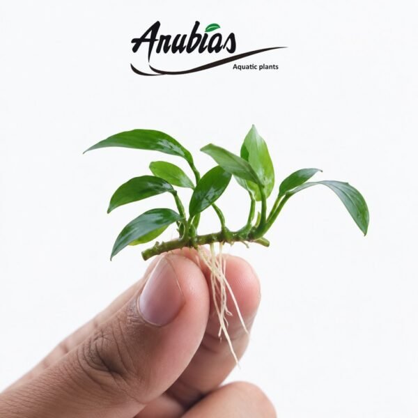 Anubias Barteri var. glabra · Size M