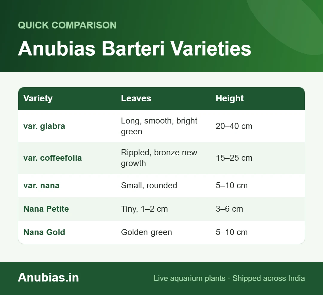 Anubias barteri varieties chart: glabra, coffeefolia, nana, Nana Petite and Nana Gold leaves and height