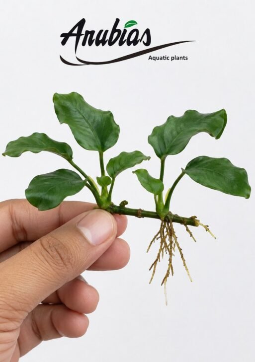 Anubias Butterfly
