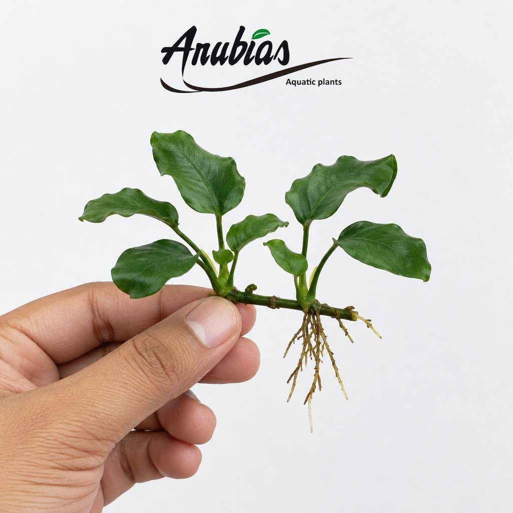 Anubias Butterfly — live aquarium plant held in hand, Anubias.in