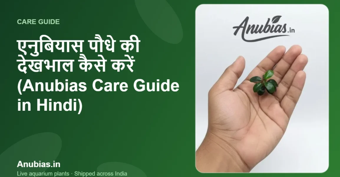 एनुबियास पौधे की देखभाल कैसे करें (Anubias Care Guide in Hindi) – Anubias.in