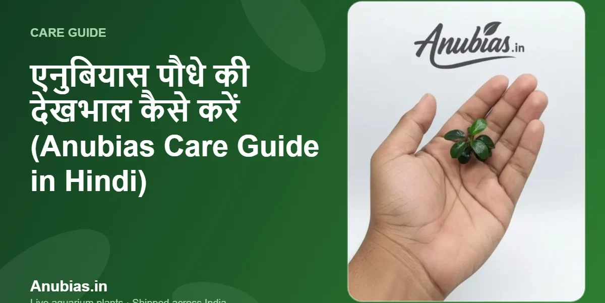 एनुबियास पौधे की देखभाल कैसे करें (Anubias Care Guide in Hindi) – Anubias.in