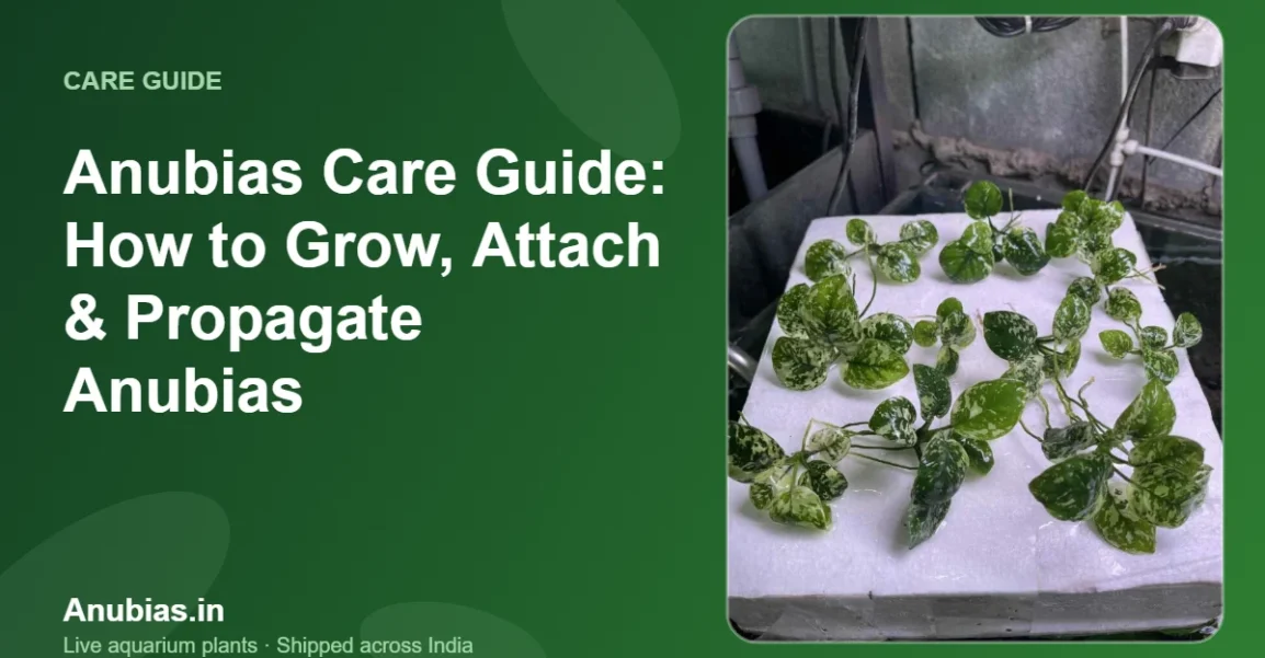 Anubias Care Guide: How to Grow, Attach & Propagate Anubias – Anubias.in