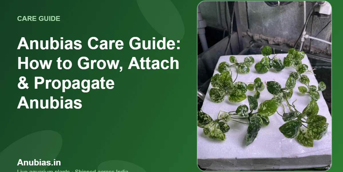 Anubias Care Guide: How to Grow, Attach & Propagate Anubias – Anubias.in