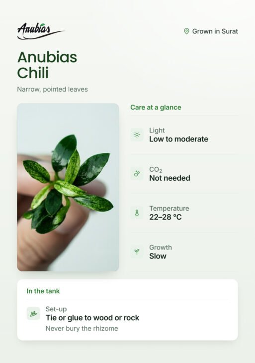 Anubias Chili