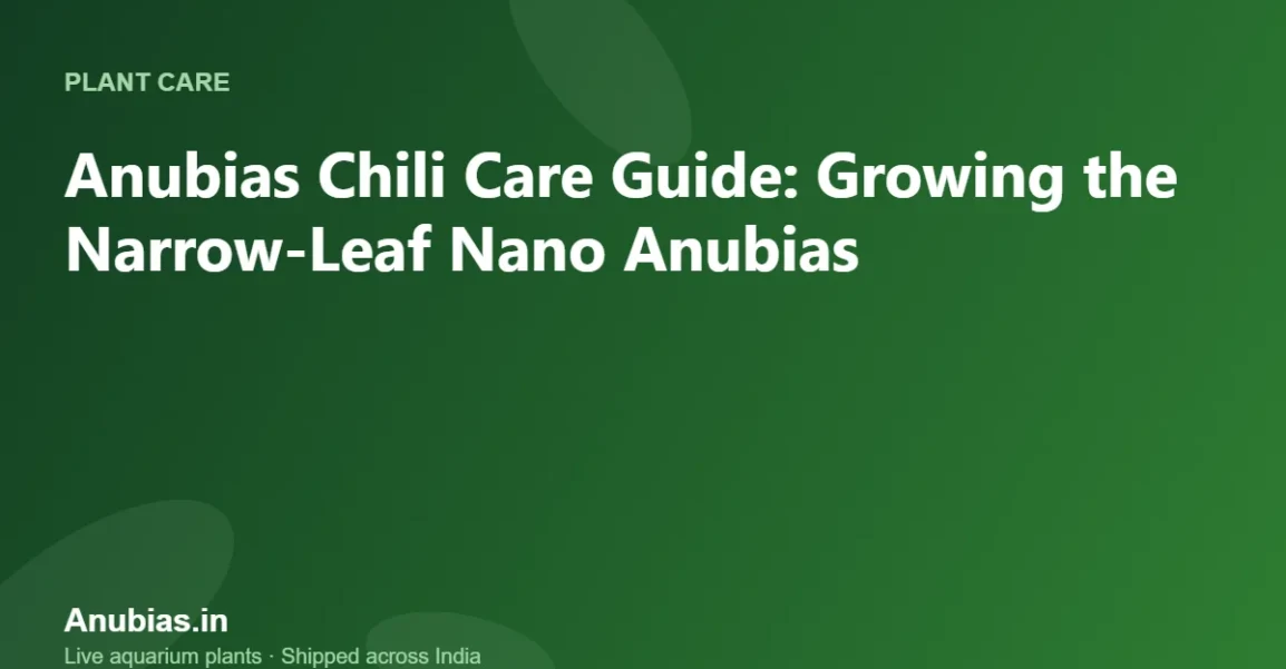 Anubias Chili Care Guide: Growing the Narrow-Leaf Nano Anubias – Anubias.in