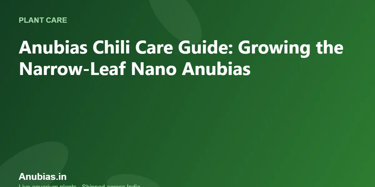 Anubias Chili Care Guide: Growing the Narrow-Leaf Nano Anubias – Anubias.in