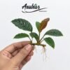 Anubias Coffeefolia with ridged leaves