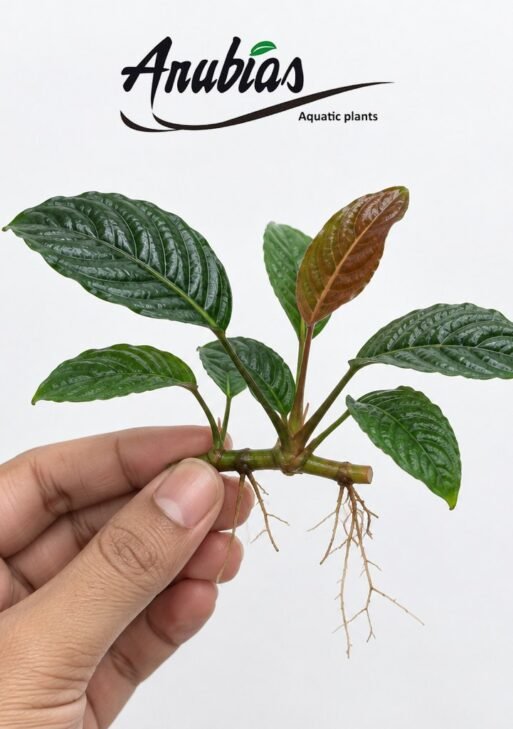 Anubias 'Coffeefolia'