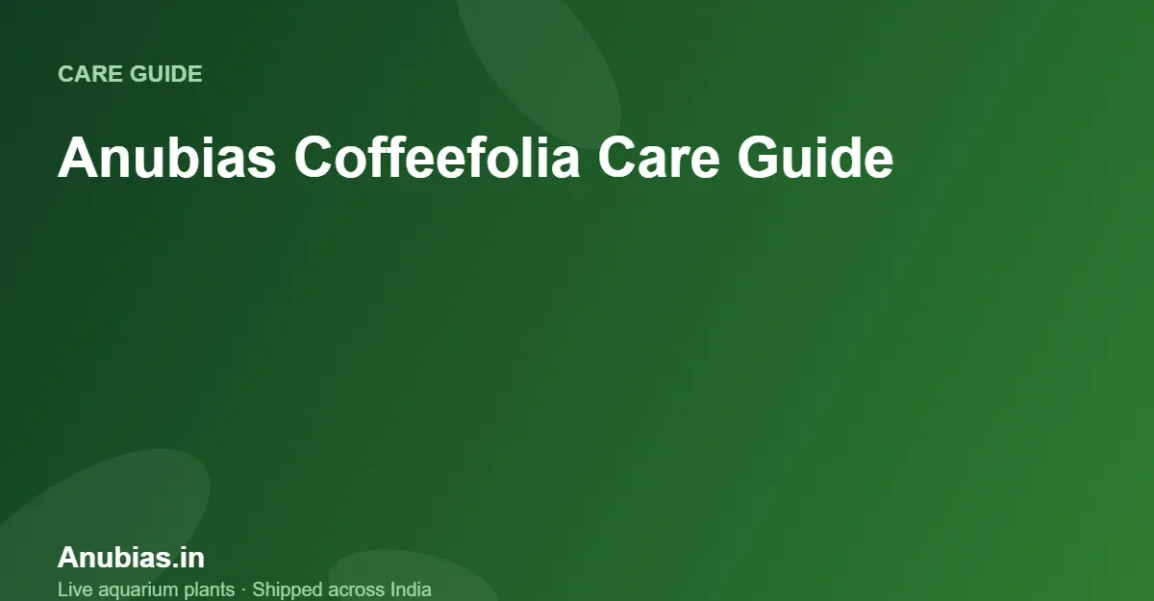 Anubias Coffeefolia care guide – Anubias.in
