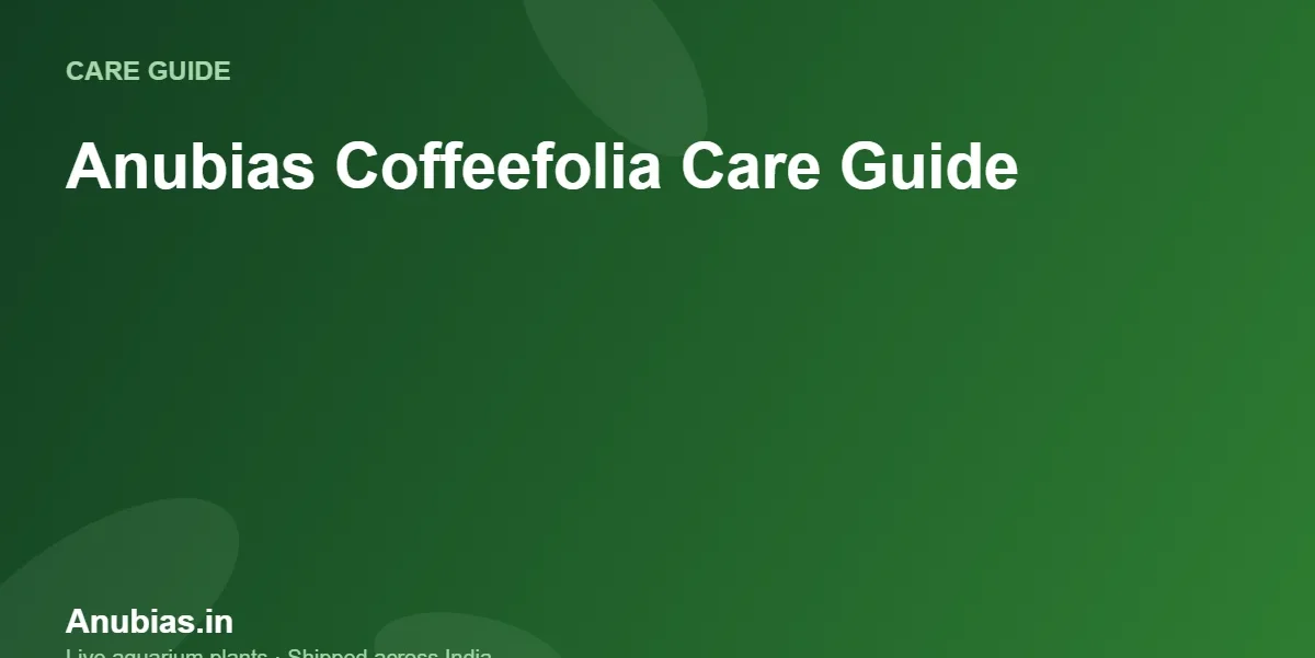 Anubias Coffeefolia care guide – Anubias.in