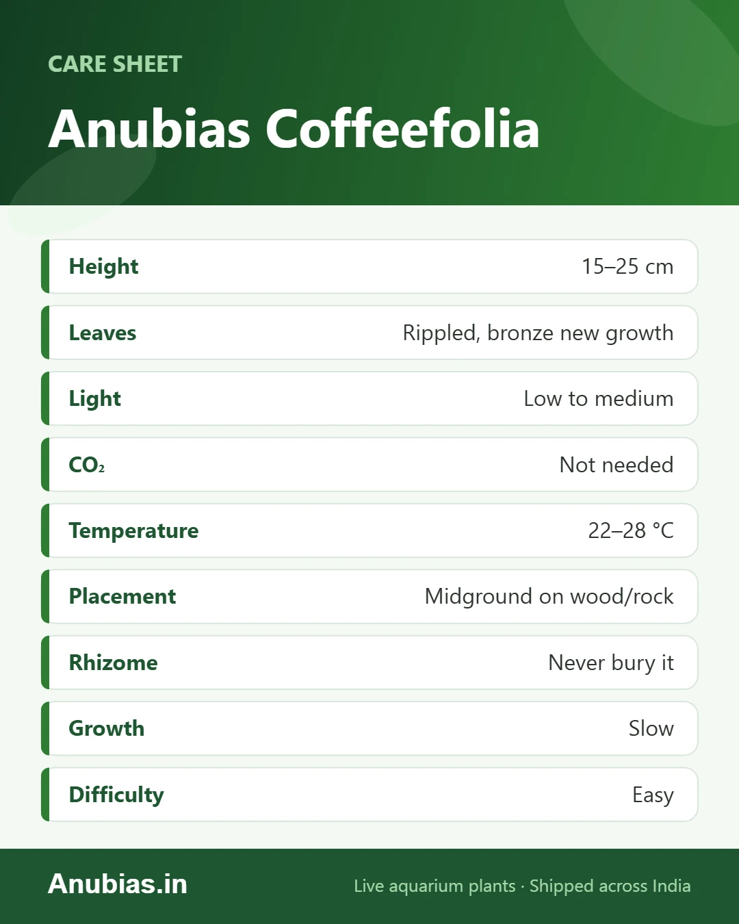 Anubias Coffeefolia care sheet: height, leaves, light, CO2, temperature and placement