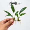 Anubias Congensis with upright, narrow leaves