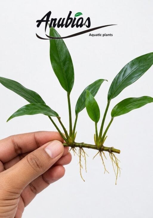 Anubias Congensis