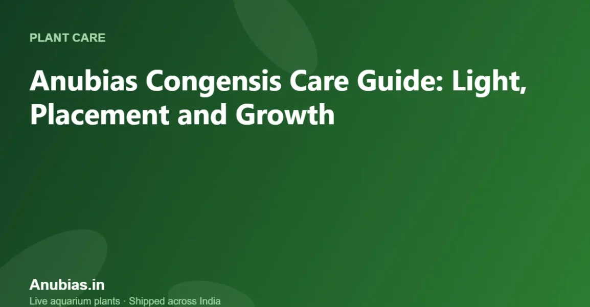 Anubias Congensis Care Guide: Light, Placement and Growth – Anubias.in