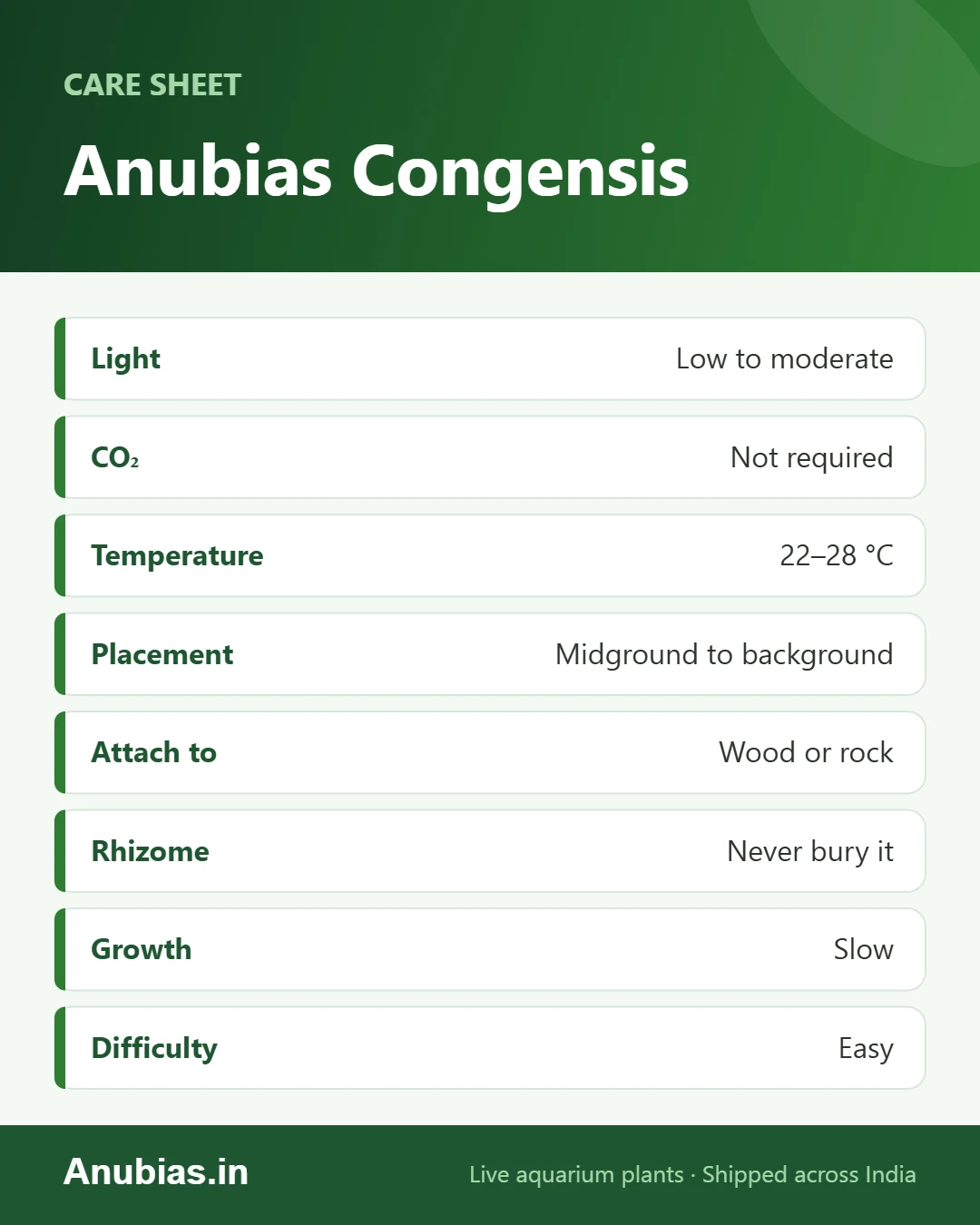 Anubias congensis care sheet infographic