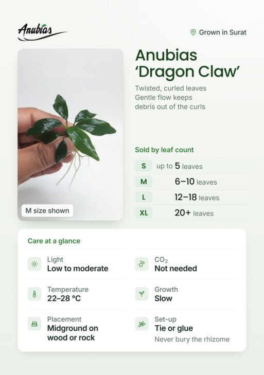 Anubias 'Dragon Claw'
