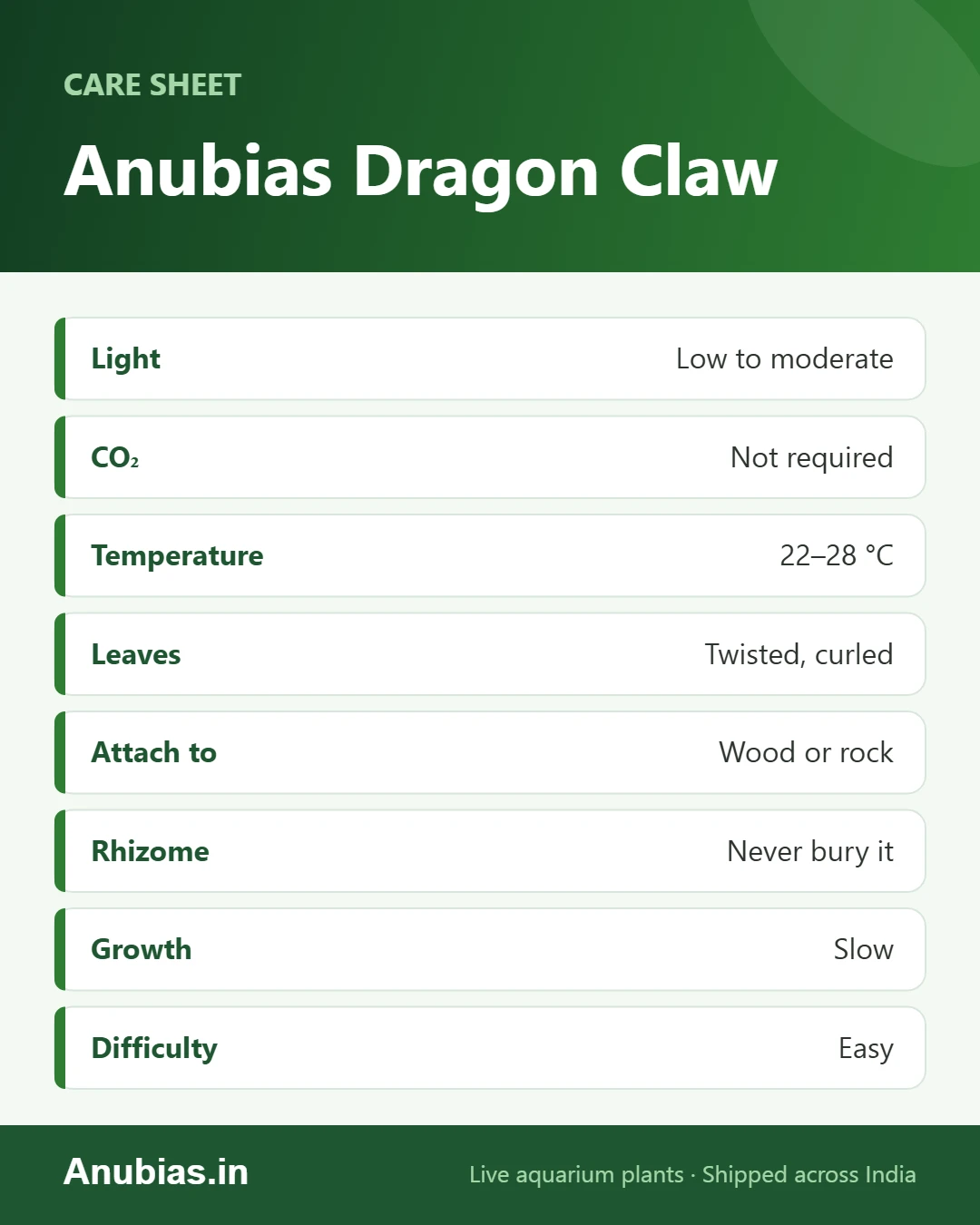 Anubias Dragon Claw care sheet infographic