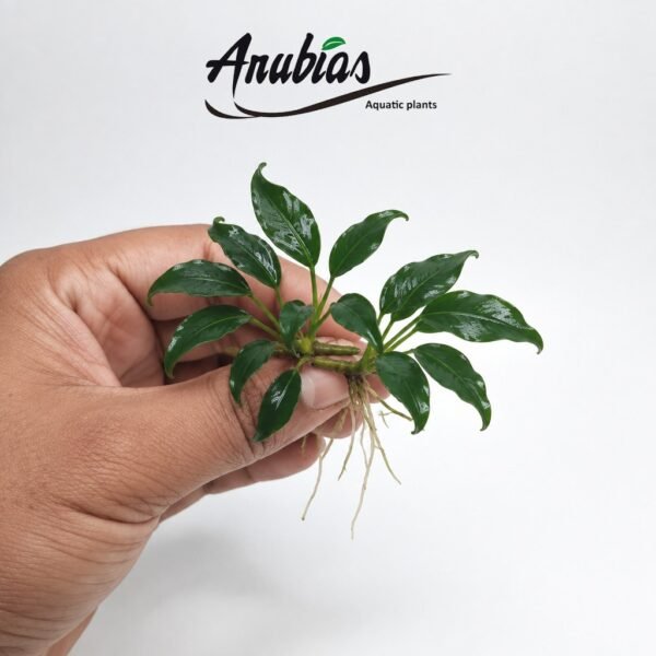Anubias 'Dragon Claw' · Size L