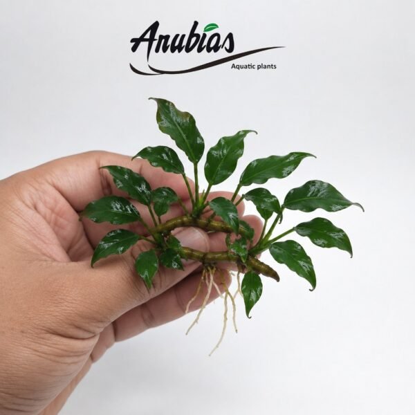 Anubias 'Dragon Claw' · Size XL