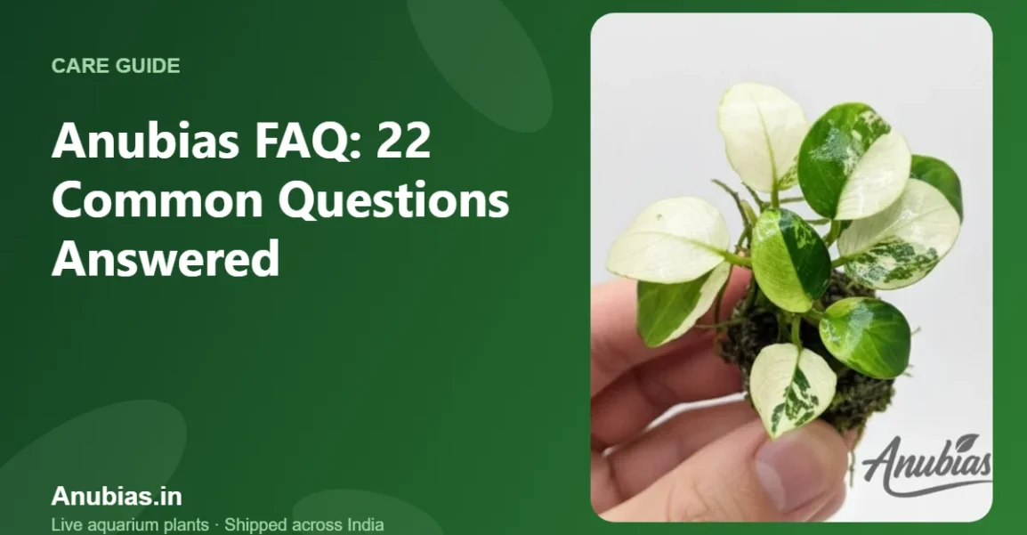 Anubias FAQ: common questions answered – Anubias.in