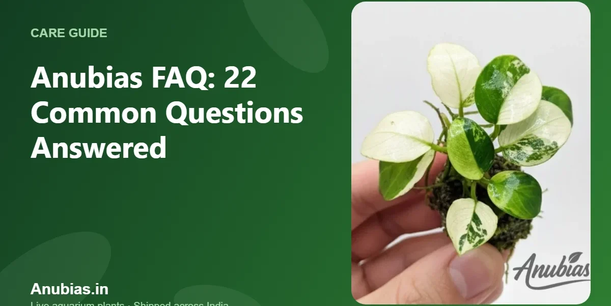 Anubias FAQ: common questions answered – Anubias.in