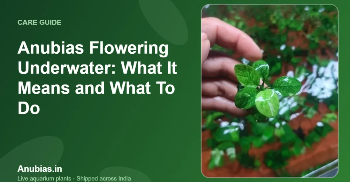 Anubias Flowering Underwater: What It Means and What To Do – Anubias.in