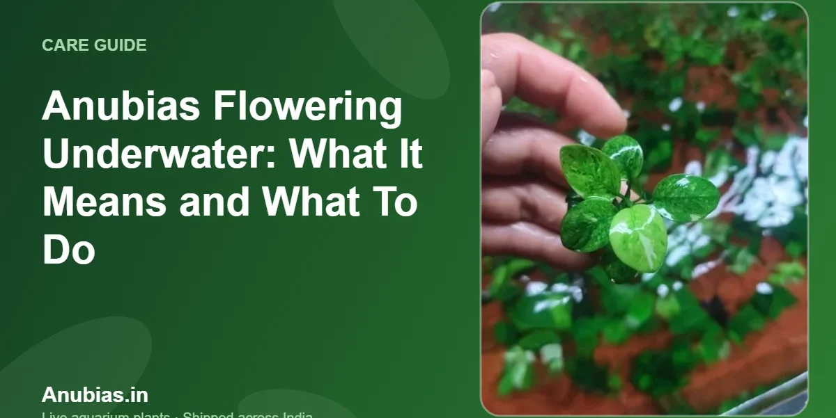 Anubias Flowering Underwater: What It Means and What To Do – Anubias.in