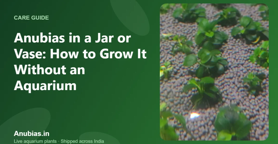 Anubias in a Jar or Vase: How to Grow It Without an Aquarium – Anubias.in