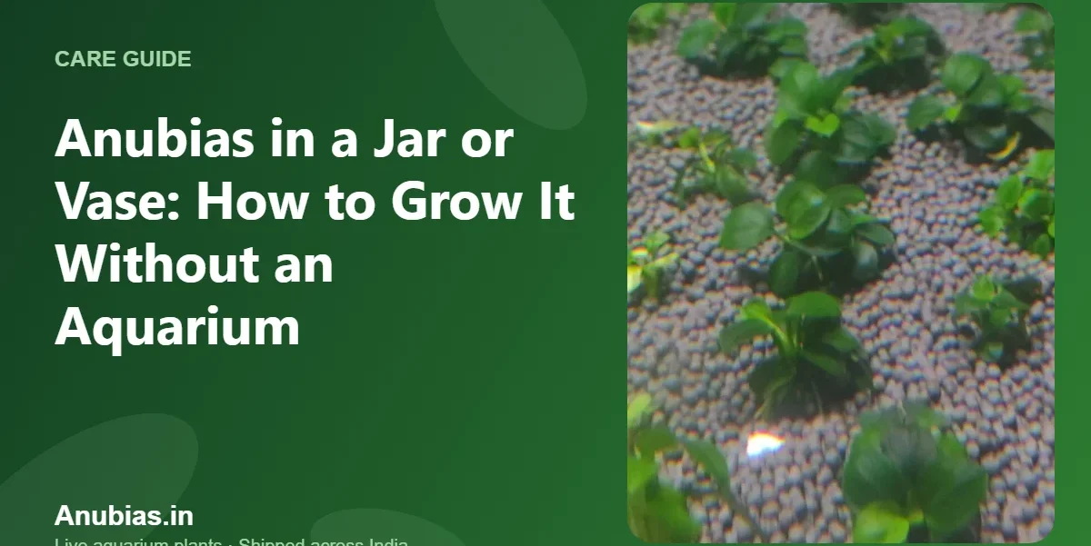 Anubias in a Jar or Vase: How to Grow It Without an Aquarium – Anubias.in