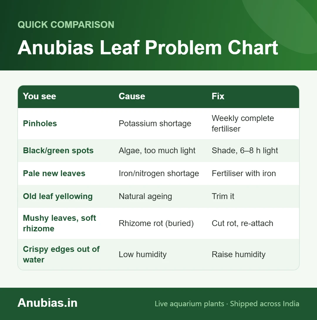 Anubias leaf problem diagnosis chart: pinholes, spots, pale leaves, yellowing, rhizome rot and crispy edges with causes and fixes