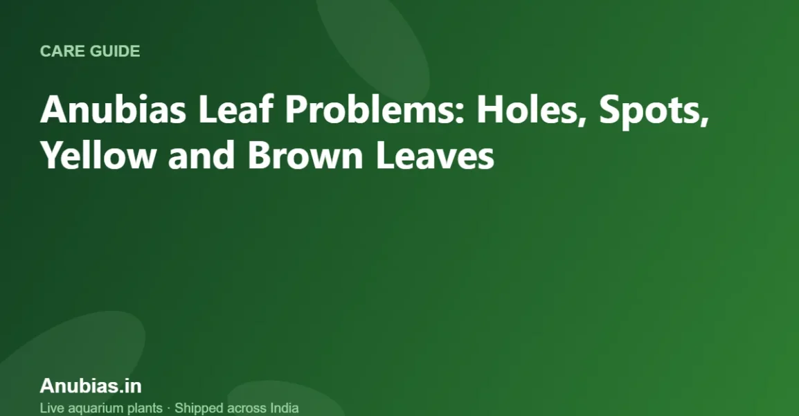 Anubias leaf problems diagnosis – Anubias.in