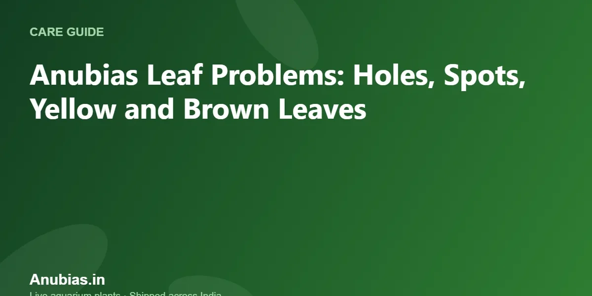 Anubias leaf problems diagnosis – Anubias.in