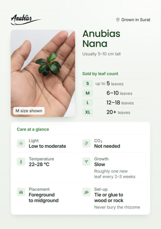 Anubias Nana