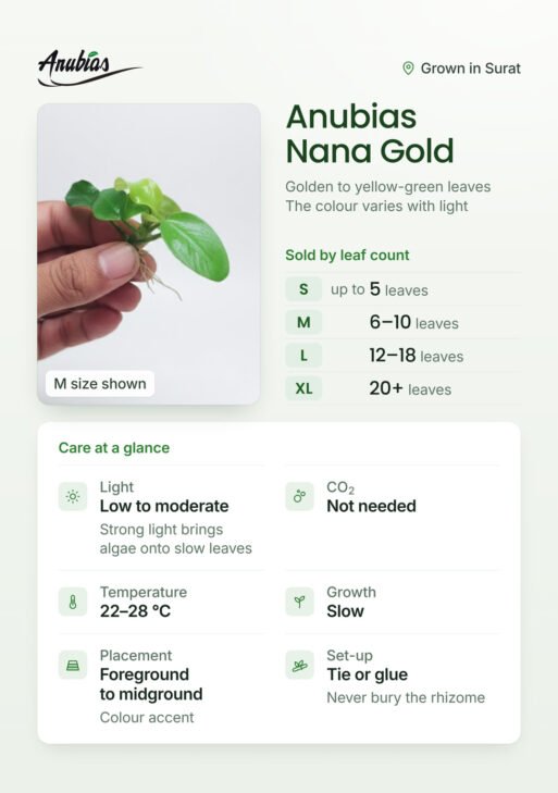 Anubias Nana Gold