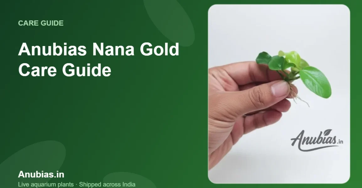 Anubias Nana Gold Care Guide – Anubias.in